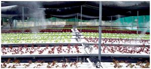 Agricultural Greenhouse and Livestock Misters